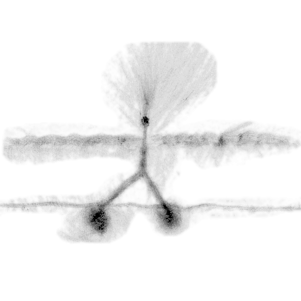 verbeeldings&shy;kracht